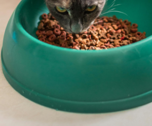 Raw Cat Food RPRCF60 - CBF (1/2 lb x 24)